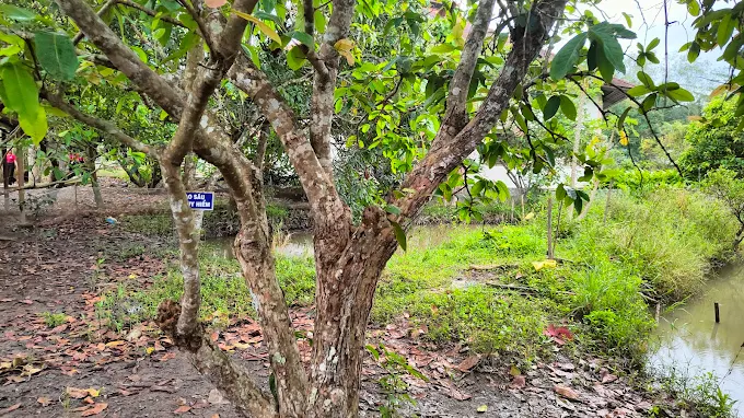 gôc cây mận cổ
